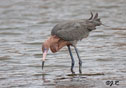 Egretta rufescens